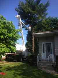 Removal of a White Pine tree.